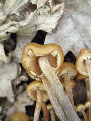 20250518_114406.thumb.jpg.ebbc50238b4ca1cd7d0914db4d66bff4.jpg