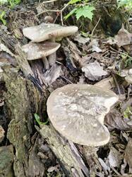 20250518_131131.thumb.jpg.cbf9a9392225c815be3cb862323464a5.jpg