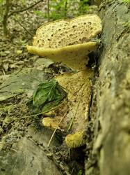 20250524_133818.thumb.jpg.bdca0927c91d2b7490061409df6155fd.jpg