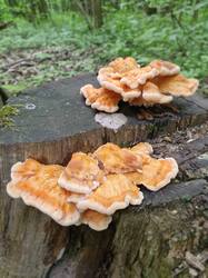 20250531_110604.thumb.jpg.a43d9a5b100d36dc28a8ddb68bdcc652.jpg