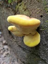 20250531_115111.thumb.jpg.b4c1fea766082dd3f72b944323c735d8.jpg