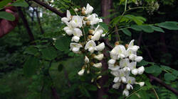 355764348_Robinia_pseudoacacia__.thumb.JPG.95b20ce09606a4547684bd3c505aea89.JPG