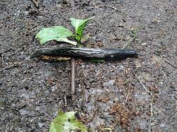 368361084_05-25-(1).thumb.jpg.e3a3c6d2880eca1eb3422c14b437b0f5.jpg