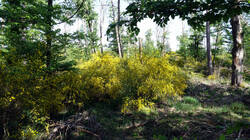 533463464_Cytisus_scoparius___202505_03.thumb.JPG.7d8253ba5c30273a71d0a463ddccd059.JPG