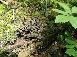 718993303_05-25-22(1).thumb.jpg.47780a3c1cf90a7b33f4f19e53b88915.jpg