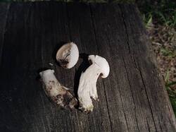 826433536_05-25-(1).thumb.jpg.315e62030d7f35d54682c63bfff19635.jpg
