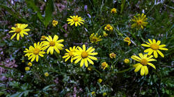 971656963_Senecio_gallicus__.thumb.JPG.704fed5bf1f0de7d2e6f73858d38f49c.JPG