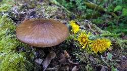DSC07081.thumb.JPG.2b139ea7cb001f2a8b35b52b4ef4c00e.JPG