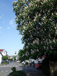 DSC07375.thumb.JPG.26d93de1f7323a1866ca946b9fd13db3.JPG