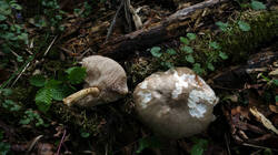 DSC07452.thumb.JPG.e1ce946e9a8e863b49d02d37311462a7.JPG
