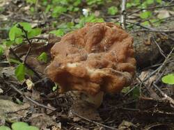 DSCF0445.thumb.JPG.4fc21b7db079a2b9cf278c57d95c8d9f.JPG