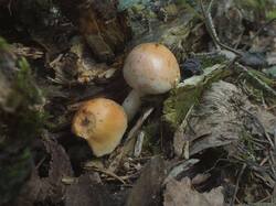 DSCF0449.thumb.JPG.c86b0af78dcf04bb8684f12c6b3c33c5.JPG