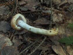 DSCF0453.thumb.JPG.418df4695dbaedd48cf21443acae53c7.JPG