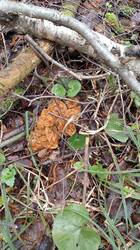 IMG-20250503-WA0000.thumb.jpg.dbbc77be439f73384cef193cc27298a6.jpg