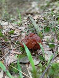 IMG-20250505-WA0002.thumb.jpg.e10ea60e3272f126390f675bd99108a0.jpg