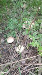 IMG-20250509-WA0016.thumb.jpeg.de4bdc63363b6f350ff4efdc88d4a2d1.jpeg