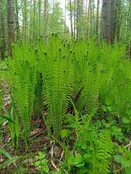 IMG-20250511-WA0003.thumb.jpg.5d38c6481e8d1df5f1ff4e4d2a6b87e7.jpg