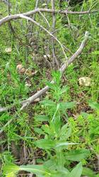 IMG-20250513-WA0002.thumb.jpeg.374809cd837ba2f834e93d98590c54a2.jpeg