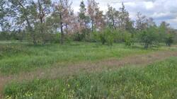 IMG-20250513-WA0006.thumb.jpeg.3e277f142cae923a05862480ddc22bf8.jpeg