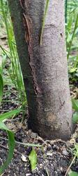 IMG-20250520-WA0046.thumb.jpg.1ff75f35a8d2cd161dfff07a43763842.jpg