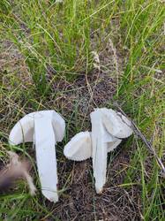 IMG-20250523-WA0038.jpg