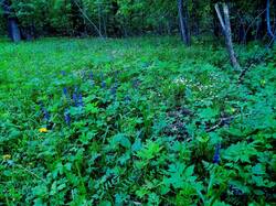 IMG-20250524-WA0010.thumb.jpg.4a99be86a175c8516345222665bd4ab7.jpg