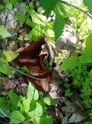 IMG-20250525-WA0001.jpg