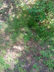 IMG-20250525-WA0003.jpg