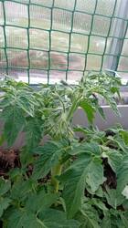 IMG-20250526-WA0023.thumb.jpeg.c35aaba2758ddf75e7bc3a6f2b348580.jpeg