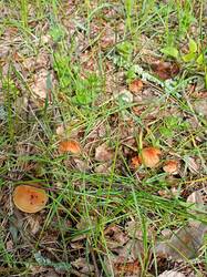 IMG20250514111039.jpg