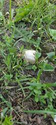 IMG20250523175920.thumb.jpg.39391b66f2bfc1a57ed009c859f66e9f.jpg