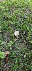 IMG20250523175926.thumb.jpg.5cad3a837023eb768628ac20a31bc97a.jpg