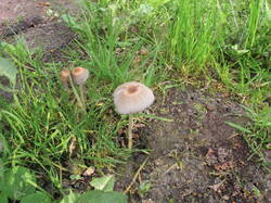 IMG_0006.thumb.JPG.410cacfee95e757aa64731f88a677f4a.JPG