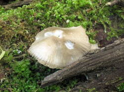 IMG_0071.thumb.JPG.bb729fd2331a8cb57a084448420b2ea8.JPG