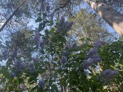 IMG_1990.jpeg