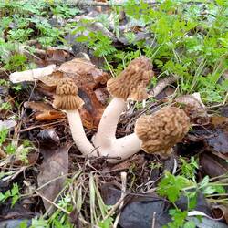 IMG_20250406_152619_155.thumb.jpg.f3f30fbf8731bdf1a3c743eda6faf415.jpg
