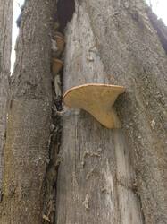 IMG_20250426_125607_244.thumb.jpg.98a74f226480e393c06424ab437d9c21.jpg