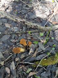 IMG_20250503_105259.jpg