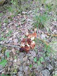 IMG_20250504_144107_323.jpg