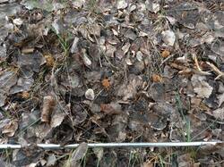 IMG_20250504_172122_694.jpg