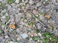 IMG_20250509_064647.jpg