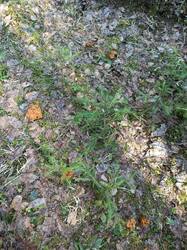 IMG_20250509_073644.jpg