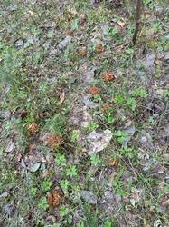 IMG_20250509_080045.jpg