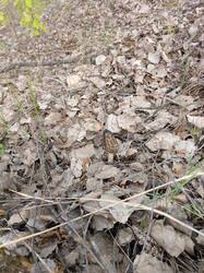 IMG_20250509_145154_067.jpg
