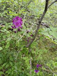 IMG_20250510_092215.jpg