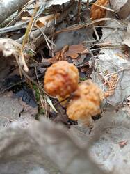 IMG_20250510_110644.jpg