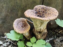 IMG_20250511_073250.jpg
