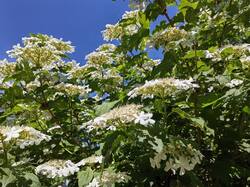IMG_20250511_104128.jpg