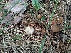 IMG_20250511_135453_gcam_3.2.thumb.jpg.62dd8050f7d0a981ce1180c1dc19fe2b.jpg