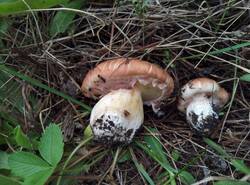 IMG_20250511_140900_gcam_3.2.thumb.jpg.59f0bf4831318fae7cd8a32455cf6205.jpg
